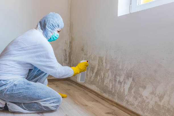 Licensed Mold Remediation service in Maryville, IL - 24 Hour Mold Removal