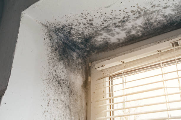 Affordable Mold Remediation solutions in Maryville, IL