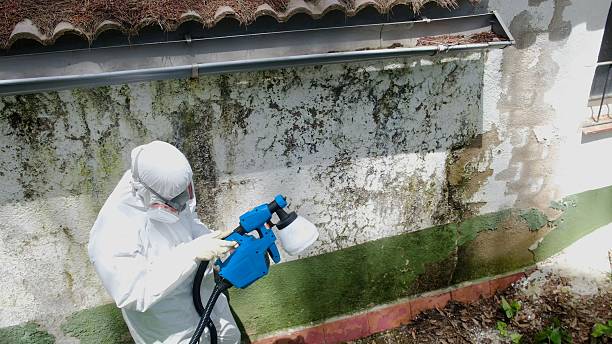 Top rated local Mold Remediation specialists in Maryville, IL